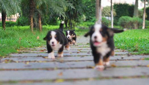 最新健康萌宠高贵气质大骨架健康伯恩山犬出售 质保出售 三年包退换